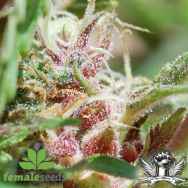 Female Seeds Red Purps